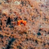 Pygmy seahorse