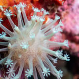Polyps