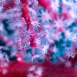 Pink soft coral