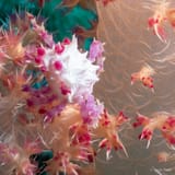 Soft coral