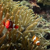 Clownfish