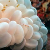 Bubbles