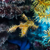Ornate ghost pipefish
