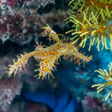Ghost pipefish