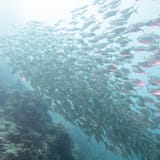 Schooling fish