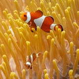 Clownfish