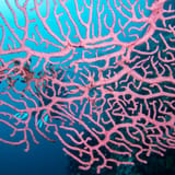 Sea fan in the blue