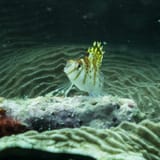 Hawkfish