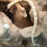 Pipefish