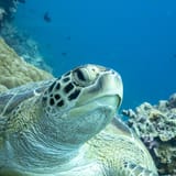 Green turtle