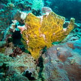 Giant frogfish