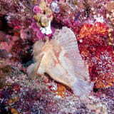 Leaf scorpionfish
