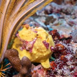Warty frogfish