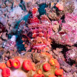 Scorpionfish