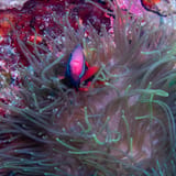 Tomato clownfish