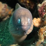 White-eyed moray