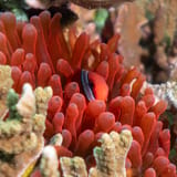 Red anemone