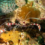 Banded coral shrimp