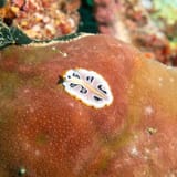 Nudibranch