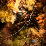 Coral shrimp