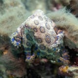 Blue-ringed octopus
