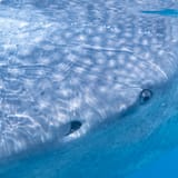 Whale shark