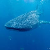 Whale shark