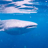 Whale shark