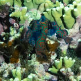 Mandarinfish