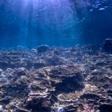 Light on the reef