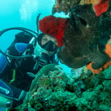 Diver and sponge