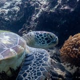 Green turtle