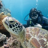 Turtle and diver