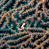Pygmy seahorse
