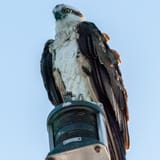 Osprey