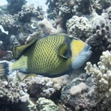 Titan triggerfish