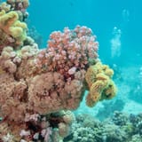 Coral garden