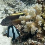 Hawkfish and humbug