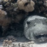Pufferfish