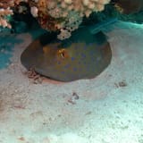 Bluespotted ray