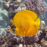 Bluecheek butterflyfish