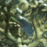 Freckled hawkfish