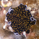 Persian carpet flatworm
