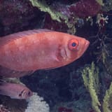 Bigeye