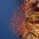 Anthias wall