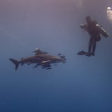 Oceanic whitetip