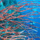 Whip corals