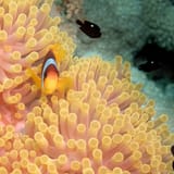 Anemonefish