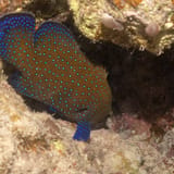 Peacock hind