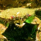 Velvet swimming crab